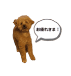 イッヌのすたんぷ（個別スタンプ：15）