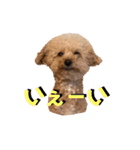 イッヌのすたんぷ（個別スタンプ：17）