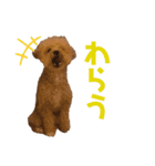 イッヌのすたんぷ（個別スタンプ：20）