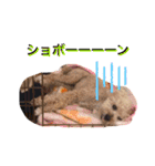 イッヌのすたんぷ（個別スタンプ：23）