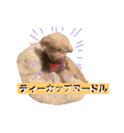 イッヌのすたんぷ（個別スタンプ：24）