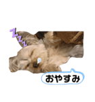 ヨークシャーテリアのこたろう（個別スタンプ：3）