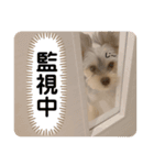 ヨークシャーテリアのこたろう（個別スタンプ：8）