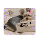 ヨークシャーテリアのこたろう（個別スタンプ：10）