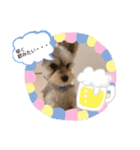 ヨークシャーテリアのこたろう（個別スタンプ：11）