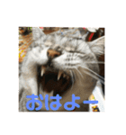 マリコとミヨコ ペット（個別スタンプ：1）