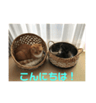 マリコとミヨコ ペット（個別スタンプ：3）