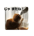 マリコとミヨコ ペット（個別スタンプ：12）