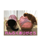 マリコとミヨコ ペット（個別スタンプ：19）