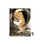 マリコとミヨコ ペット（個別スタンプ：21）