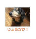 マリコとミヨコ ペット（個別スタンプ：33）