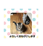 マリコとミヨコ ペット（個別スタンプ：36）