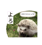 コロ丸のまったりスタンプ2（個別スタンプ：3）