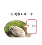 コロ丸のまったりスタンプ2（個別スタンプ：9）