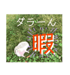 コロ丸のまったりスタンプ2（個別スタンプ：12）