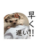 コロ丸のまったりスタンプ2（個別スタンプ：18）