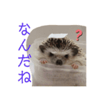 コロ丸のまったりスタンプ2（個別スタンプ：20）