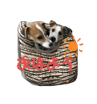 ジャックラッセル ぴの＆ブラン（個別スタンプ：3）