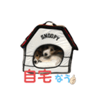 ジャックラッセル ぴの＆ブラン（個別スタンプ：6）