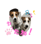 ジャックラッセル ぴの＆ブラン（個別スタンプ：7）
