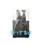 ジャックラッセル ぴの＆ブラン（個別スタンプ：18）