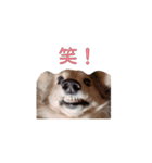 ダックスフンドの優しくて甘えん坊ロミオ君（個別スタンプ：7）