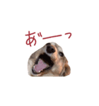 ダックスフンドの優しくて甘えん坊ロミオ君（個別スタンプ：8）