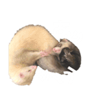 白文字トーク【ずんきな】フェレット（個別スタンプ：3）