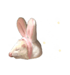 白文字トーク【ずんきな】フェレット（個別スタンプ：5）