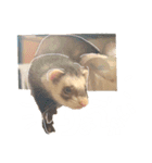 白文字トーク【ずんきな】フェレット（個別スタンプ：7）