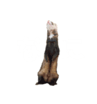 白文字トーク【ずんきな】フェレット（個別スタンプ：8）