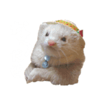 白文字トーク【ずんきな】フェレット（個別スタンプ：16）
