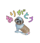 シーズーの極み。（個別スタンプ：10）