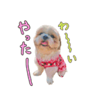シーズーの極み。（個別スタンプ：11）