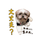 シーズーの極み。（個別スタンプ：13）