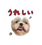 シーズーの極み。（個別スタンプ：15）