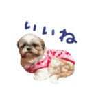 シーズーの極み。（個別スタンプ：19）