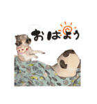 シーズーの極み。（個別スタンプ：37）