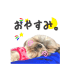 シーズーの極み。（個別スタンプ：38）