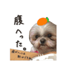 シーズーの極み。（個別スタンプ：39）