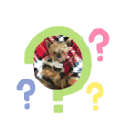 ヨークシャテリアのれいくん（個別スタンプ：2）