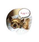 ヨークシャテリアのれいくん（個別スタンプ：7）