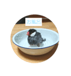 まめちゃんスタンプ～ぽてとぽてと～（個別スタンプ：1）