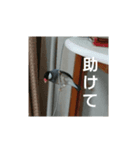 まめちゃんスタンプ～ぽてとぽてと～（個別スタンプ：6）
