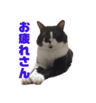おれさまねこ（個別スタンプ：1）