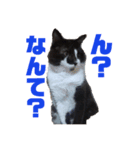 おれさまねこ（個別スタンプ：2）
