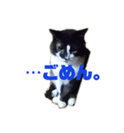 おれさまねこ（個別スタンプ：4）