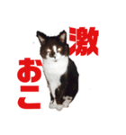 おれさまねこ（個別スタンプ：5）