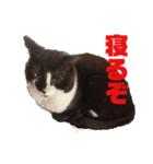 おれさまねこ（個別スタンプ：6）