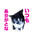 おれさまねこ（個別スタンプ：7）